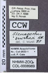 Etiketten zu Stenagostus zuercheri (NHMW-ZOO-COL-0008969)